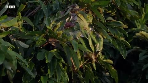 ‎Incredible Wildlife Scenes Narrated by David Attenborough | BBC Earth ‎