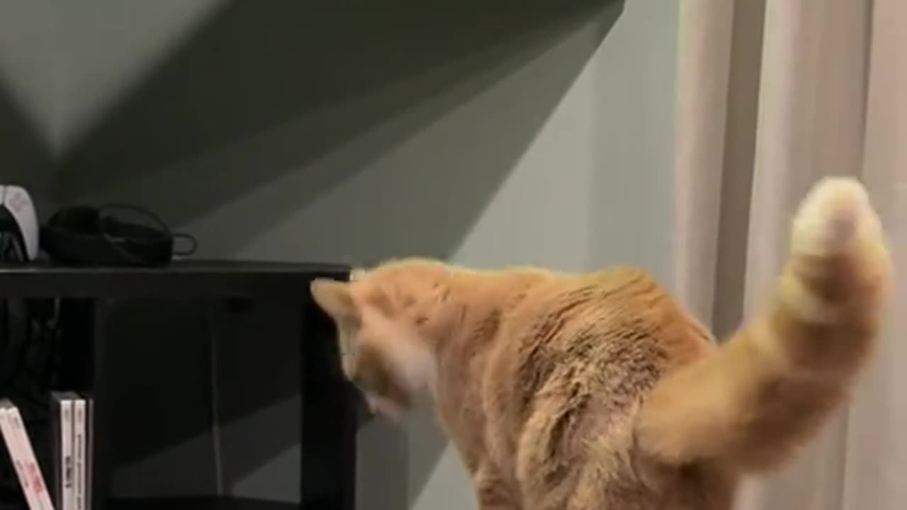 Cat response to oiiaoiia cat🐱