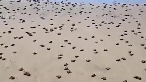 Go little babies! the ocean is yours 🌊🐢