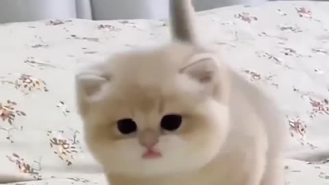 Cute baby kitten sound what a sound of cat