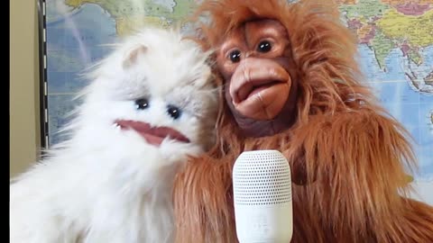 It Should've Been Me. Performed by The Puppet News Choir....