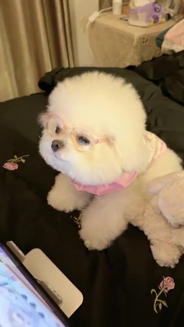 imagine dog living in good life than me😂😂😂