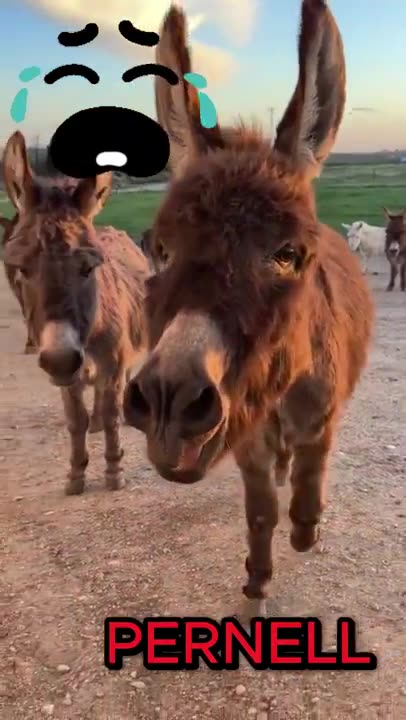 CRYING AZZ DEMOCRAT JACKASSES