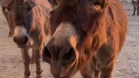 CRYING AZZ DEMOCRAT JACKASSES