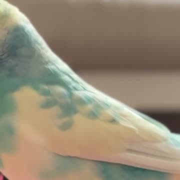 🔥🔥 #focusmusic #birds #chirping #budgies #budgiesound #parrot #birdschirping #parakeet