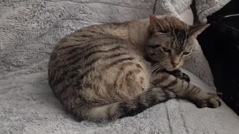 Cat Cleans Herself Then Drifts Off to Sleep — Pure Cuteness Overload