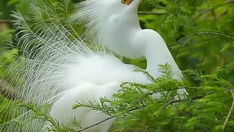 The Snowy Egret (Egretta thula) goes from eye rest to full blown love.