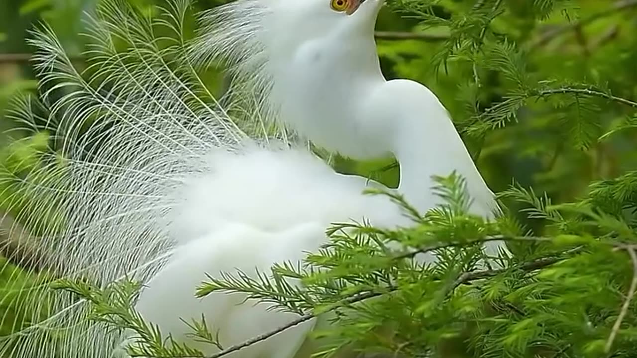 The Snowy Egret goes from eye rest to full blown love.