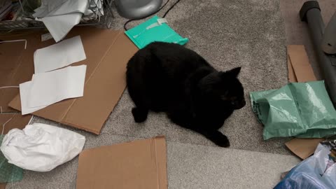 Cute Precious Piper Contemplates Messy Office Solutions - My Adopted Shelter Cat Vlog