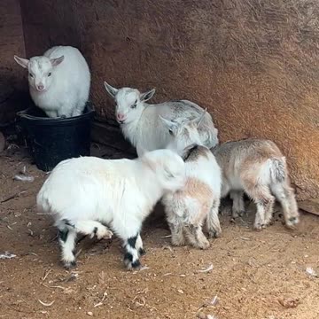 Some are Chunkier than Others