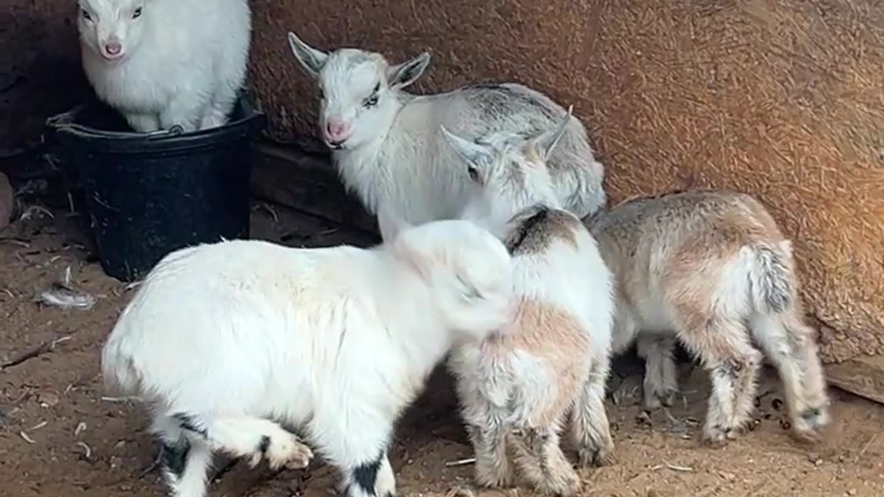 Some are Chunkier than Others