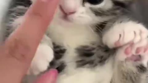 Dog's Comedy Videos 🤣 so cute videos 😍 funny videos in puppies comedy scenes 😂