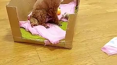 Biological Mom #dog #shorts #shortsviral