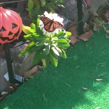 Monarch butterfly