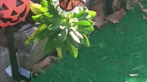 Monarch butterfly