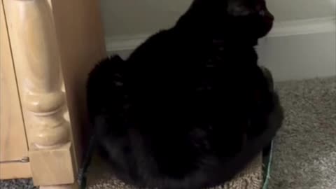 Cute Precious Piper Keeps Herself From Getting Distracted - My Adopted Shelter Cat Vlog. #shorts