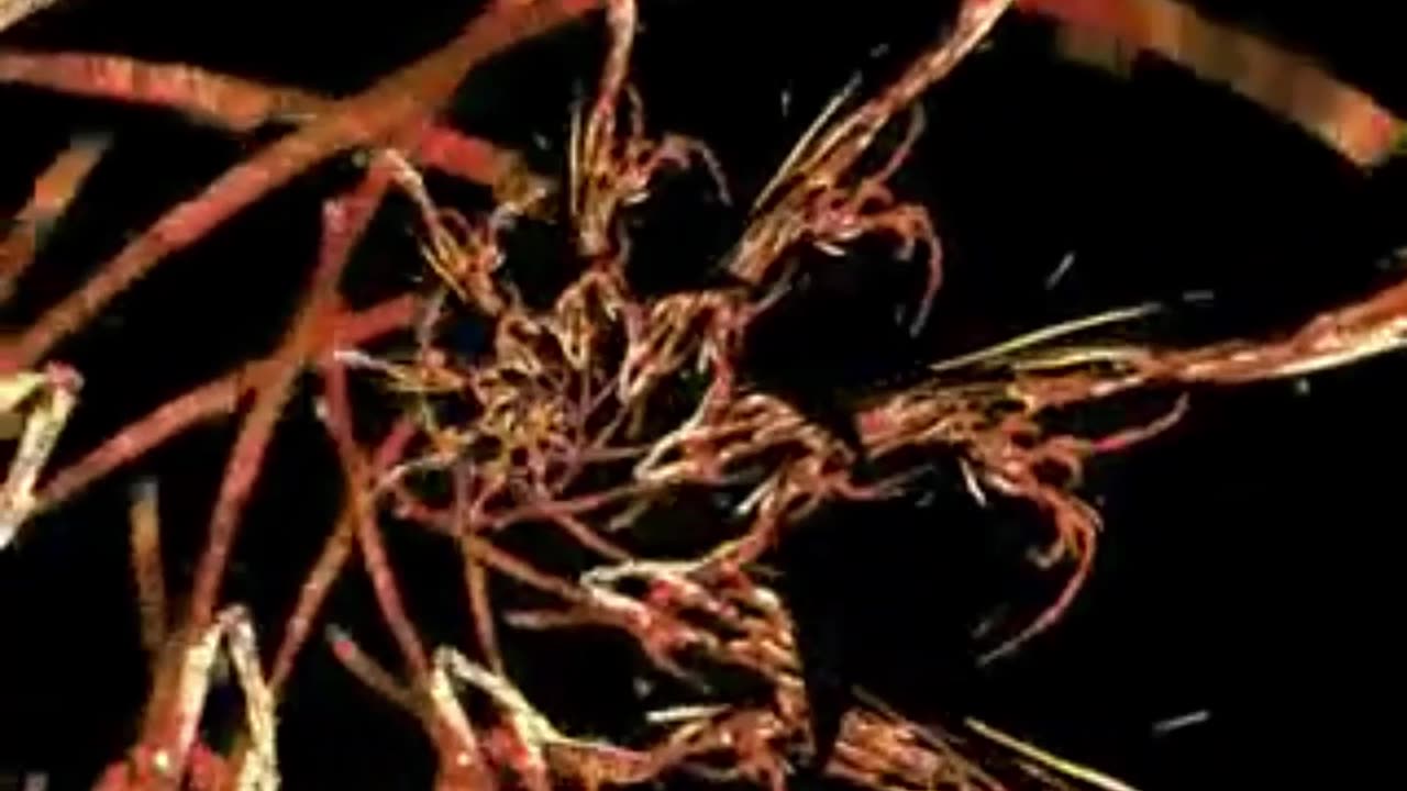 ElectricFlockis Study Focus Beats