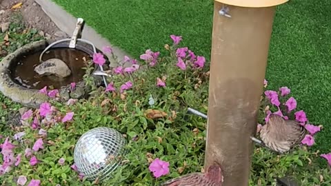 Lovely birds in winter plumage