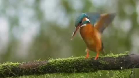 Hunters of the Sky in Action!