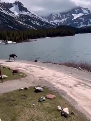 Now I've seen everything. A moose chasing a bear?