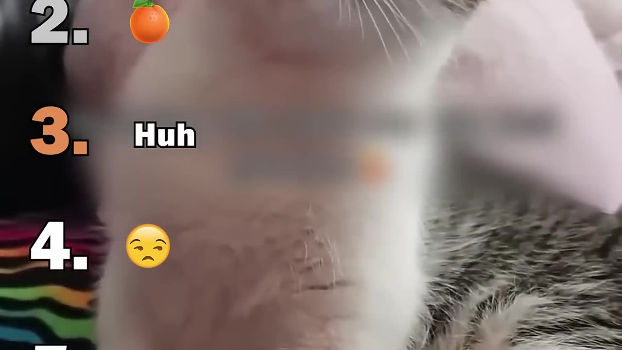 Cat Sees Cucumber for First Time 🥒😱 Funny Reaction