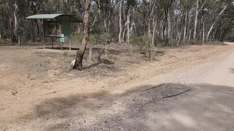 Reef Hills State Park-Benalla VIC