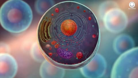 How Do Cells Trigger the Self-Destruction Process?