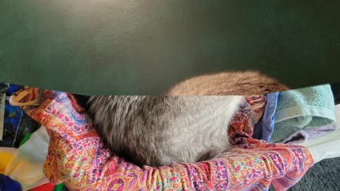 Is it belly rub time? No??? Aw dang nabbit. #SparklegleamFarm #Cory #farm #cats #catlife #cute