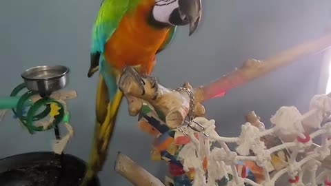 play time [h54tjfqUqq0]