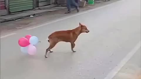 FUNNY DOG 🤣 #funny