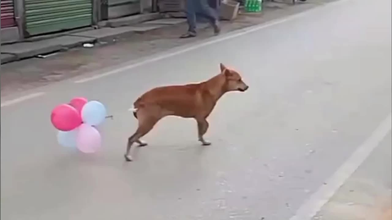 FUNNY DOG 🤣 #funny