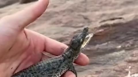 Crocodile attack