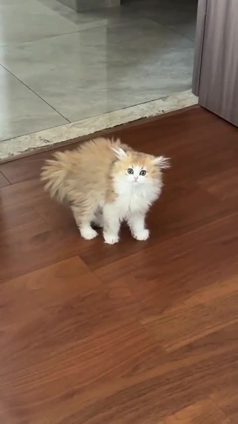 Shocking reaction to owners new hair style 😊