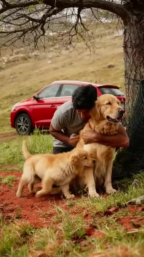 Golden Retriever Stops Car — Leads Driver to Free Pup from Net