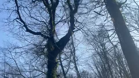 Falling Tree Branch Knocks Man Out