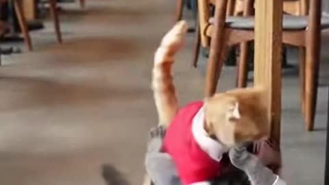 Two cats are serving food at the restaurant.