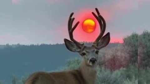 cool the moon looks like it's standing on a deer's head #shorts #viral
