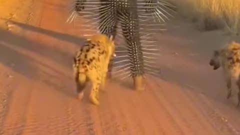 Bite Me, I Dare You!