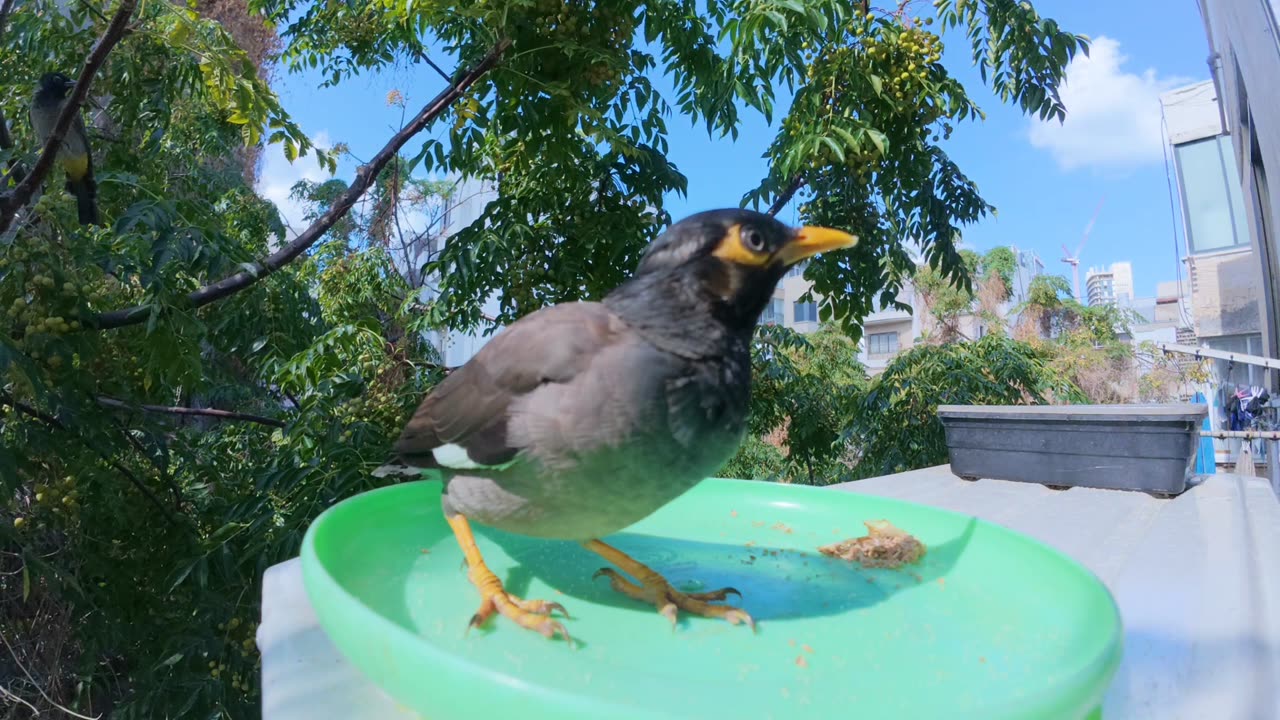 🐦🐛Savage Myna Bird YEETS Worm for Cookie Crumbs!