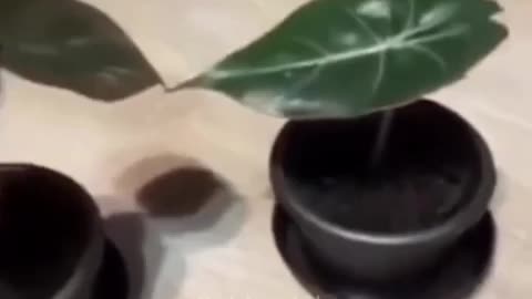 Funny cats and animals videos