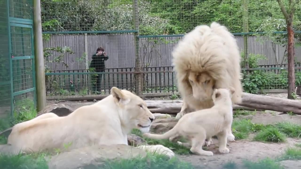 Male white lion meets his daughter for the first time