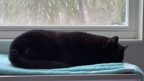 Cute Precious Piper Looks Like a French Baguette in Her Spa - My Adopted Shelter Cat Vlog
