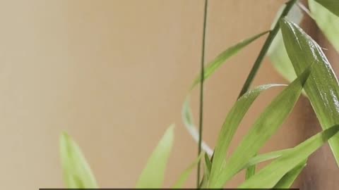 Daily Horoscope | Taurus 🌟