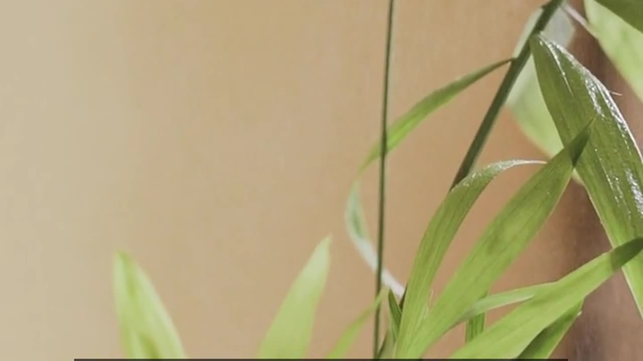 Daily Horoscope | Taurus 🌟