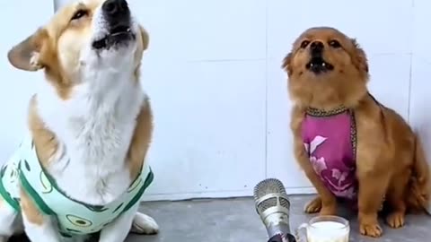 Dog's Comedy Videos 🤣 so cute videos and puppies comedy scenes 😂 so cute 🥰🥰🥰🥰