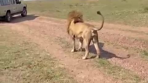 animals