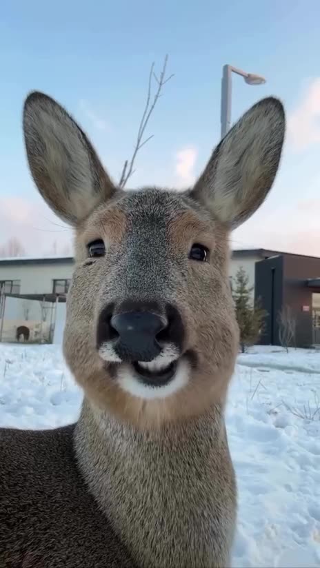 Chewing gum listening to gossip 🤣