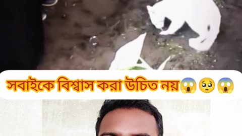 💔 “এটাই মানবতা” – মৃত মালিকের কবর ছেড়ে যায়নি বিড়ালটি 🐾😢