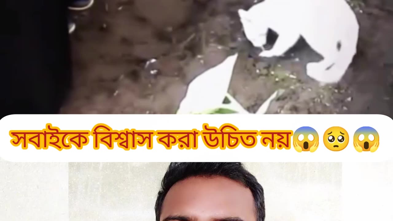💔 “এটাই মানবতা” – মৃত মালিকের কবর ছেড়ে যায়নি বিড়ালটি 🐾😢