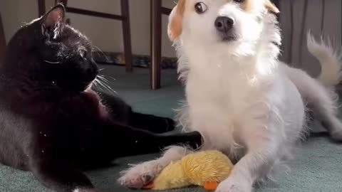 Friendship between cat & Dog